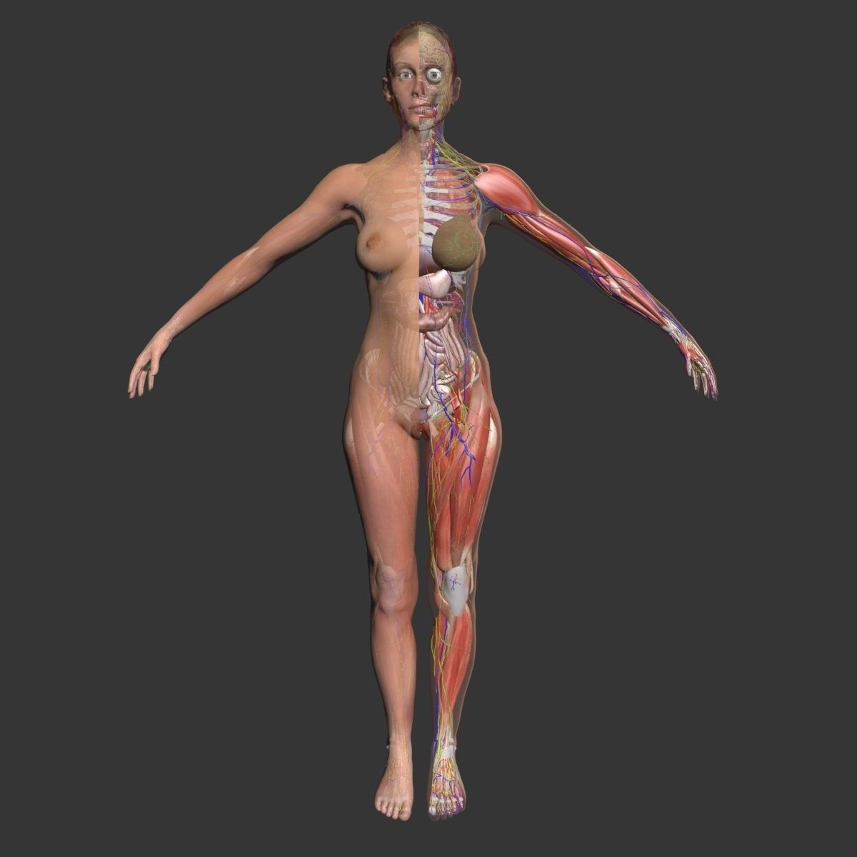 Ultimate Complete Female Body Anatomy 3DSmax 3D model_2