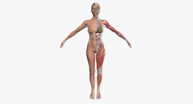 Ultimate Complete Female Body Anatomy 3DSmax 3D model