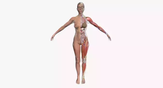 Ultimate Complete Female Body Anatomy 3DSmax 3D model