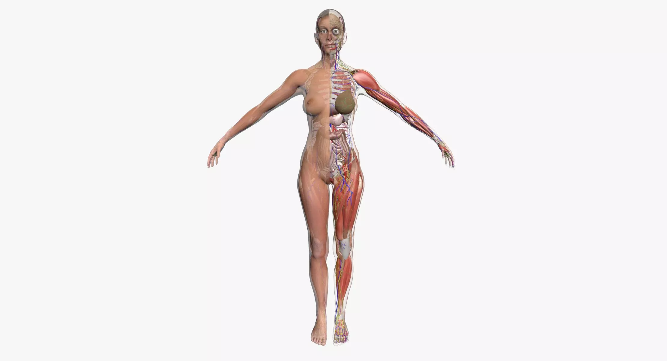 Ultimate Complete Female Body Anatomy 3DSmax 3D model_0