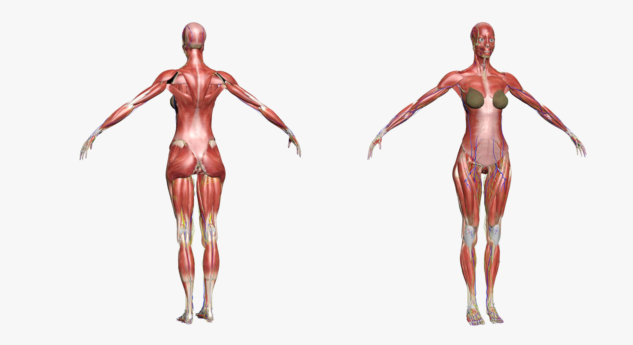 Ultimate Complete Female Body Anatomy 3DSmax 3D model_9