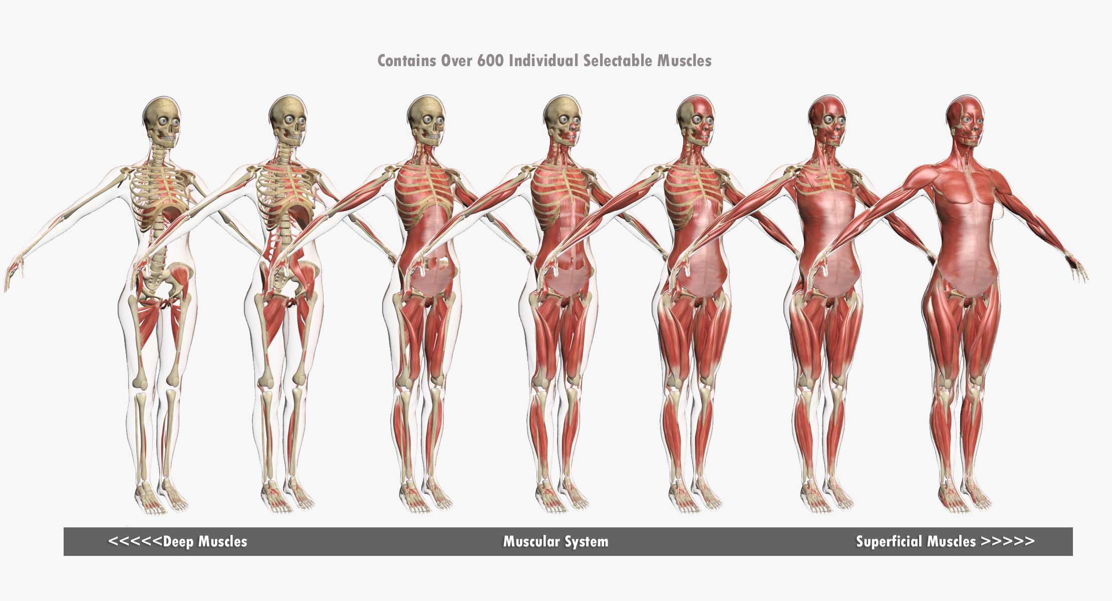 Ultimate Complete Female Body Anatomy 3DSmax 3D model_5