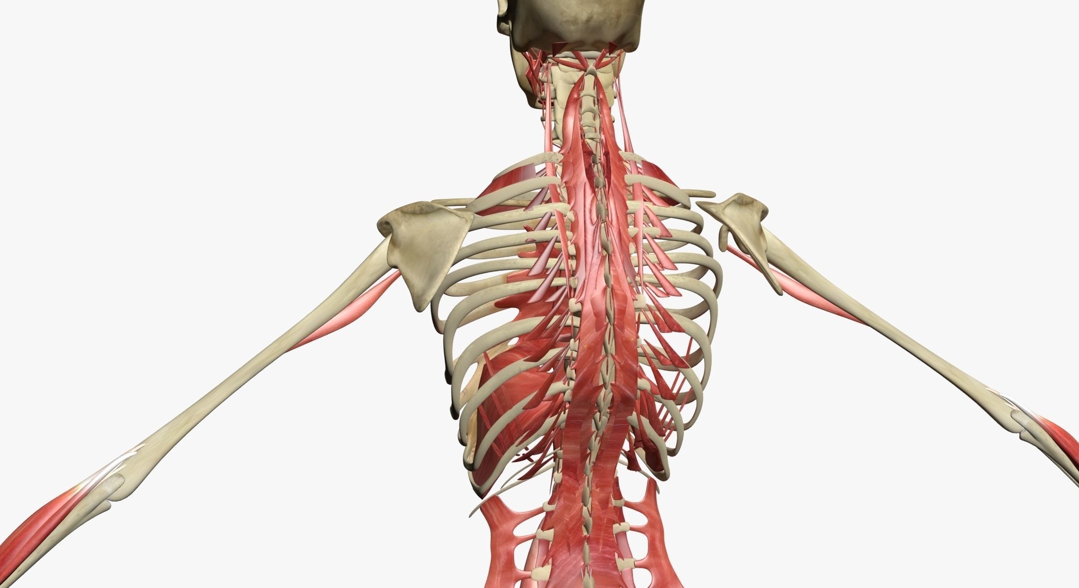 Ultimate Complete Female Body Anatomy 3DSmax 3D model_11