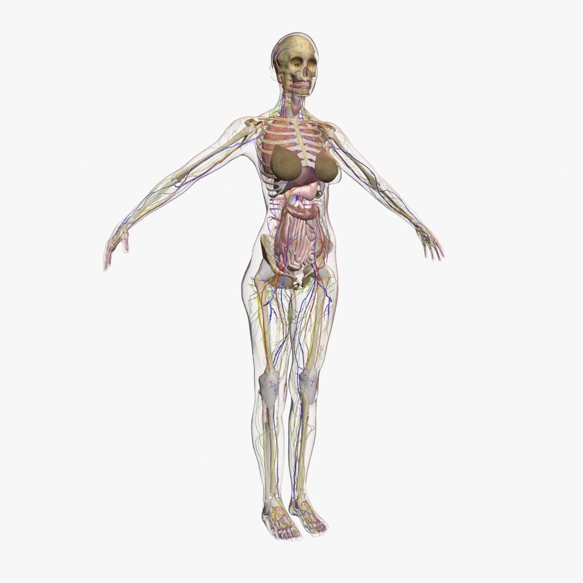 Ultimate Complete Female Body Anatomy 3DSmax 3D model_25