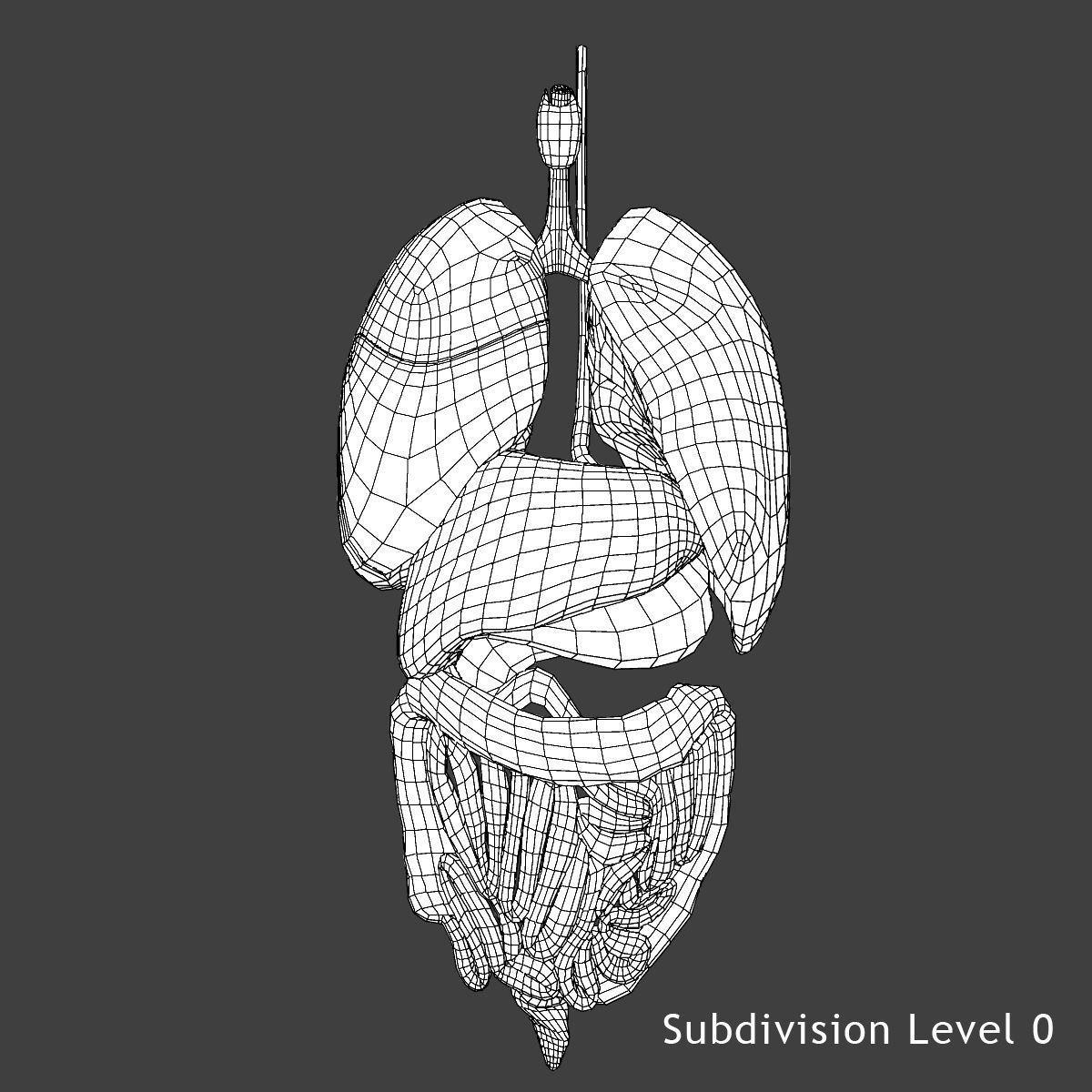 Ultimate Complete Female Body Anatomy 3DSmax 3D model_41