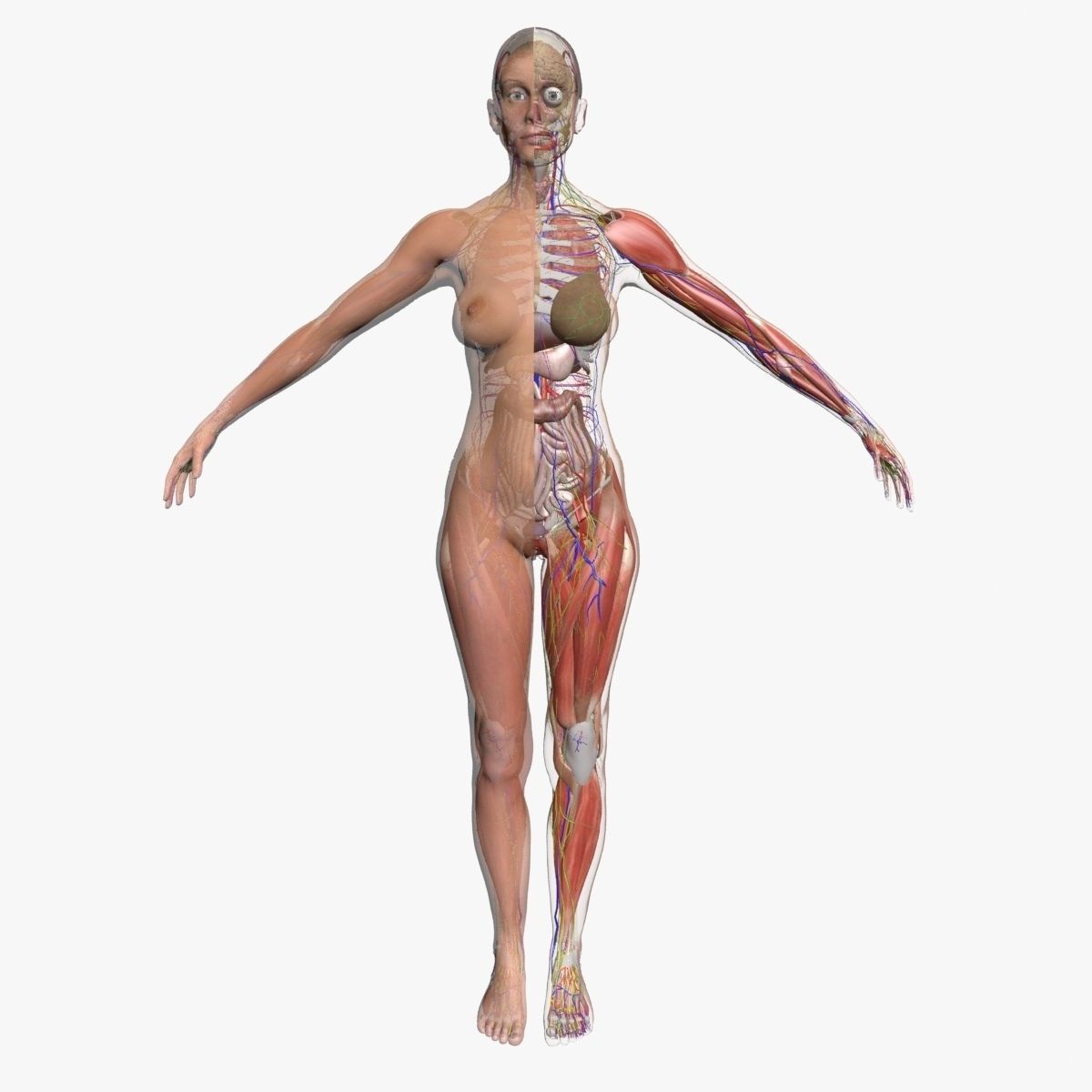 Ultimate Complete Female Body Anatomy 3DSmax 3D model_1