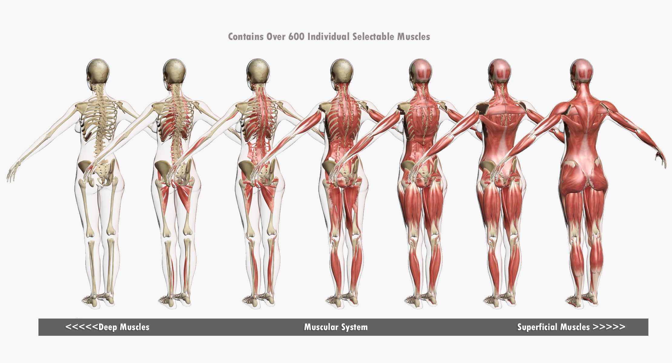 Ultimate Complete Female Body Anatomy 3DSmax 3D model_6