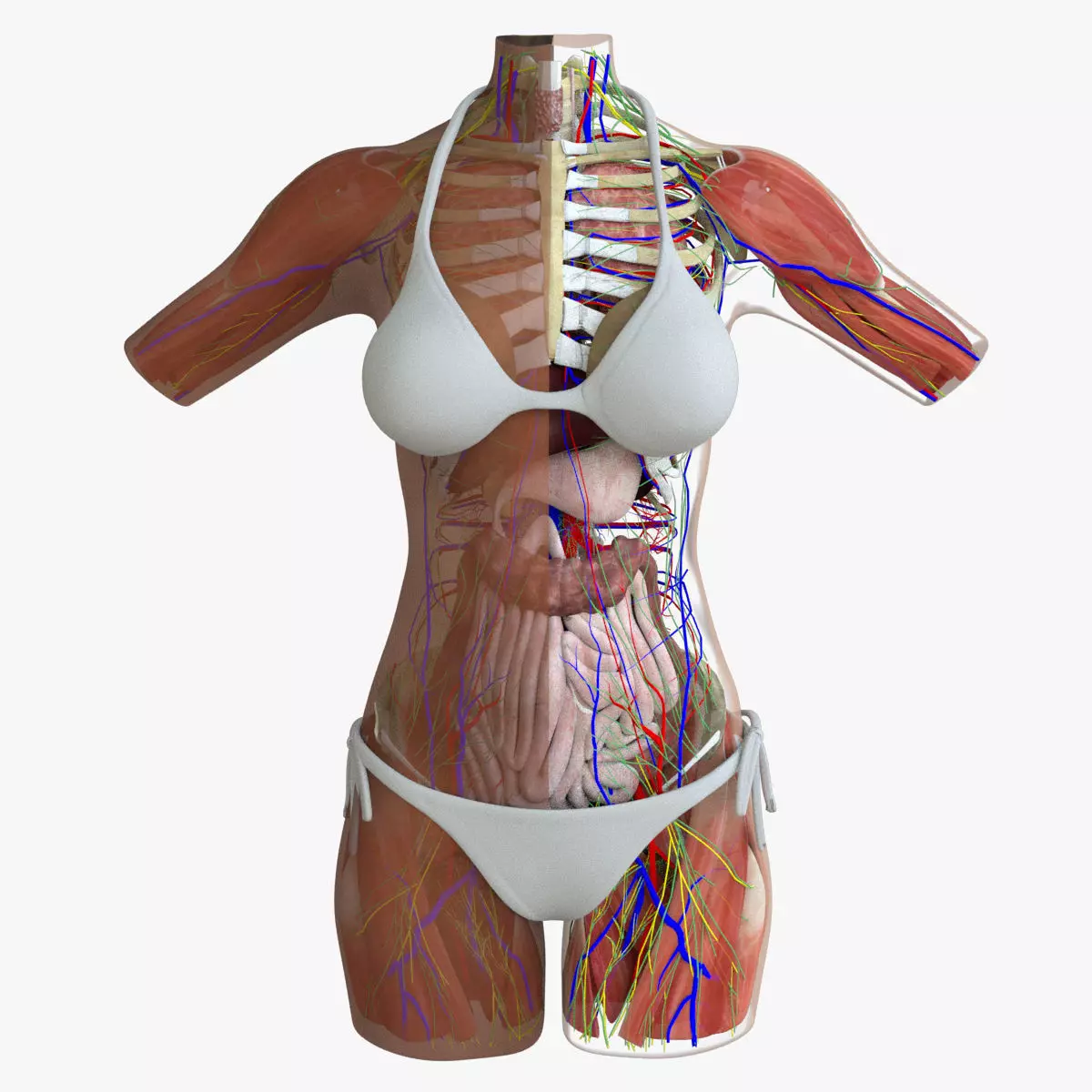 Detailed African American Female Torso Medical Edition 3D model_0