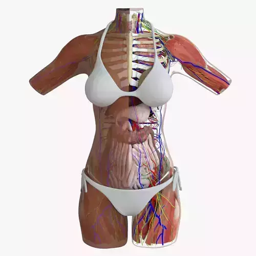 Detailed African American Female Torso Medical Edition 3D model Detailed African American Female Torso Medical Edition 3D model