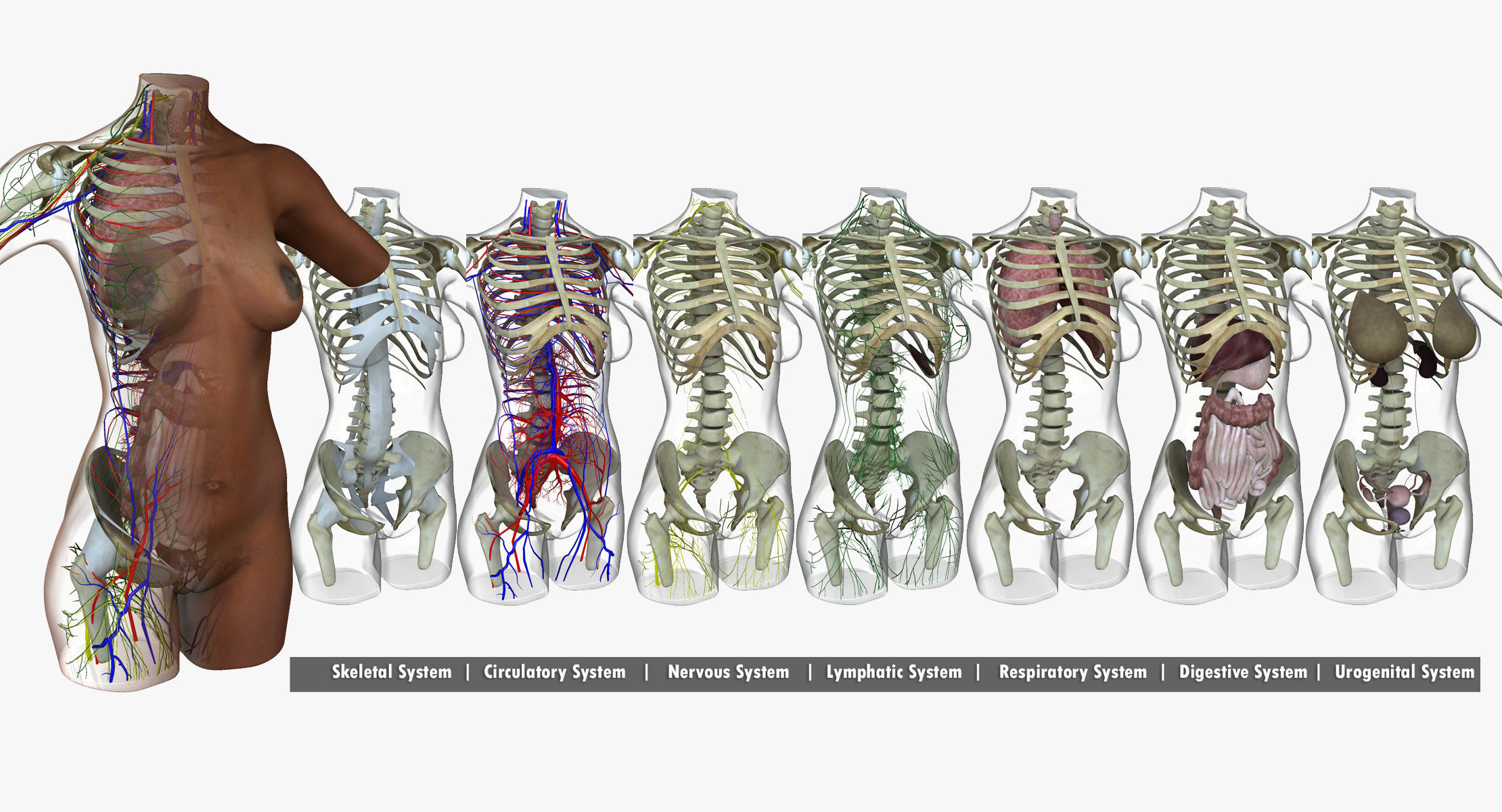 Detailed African American Female Torso Medical Edition 3D model_4