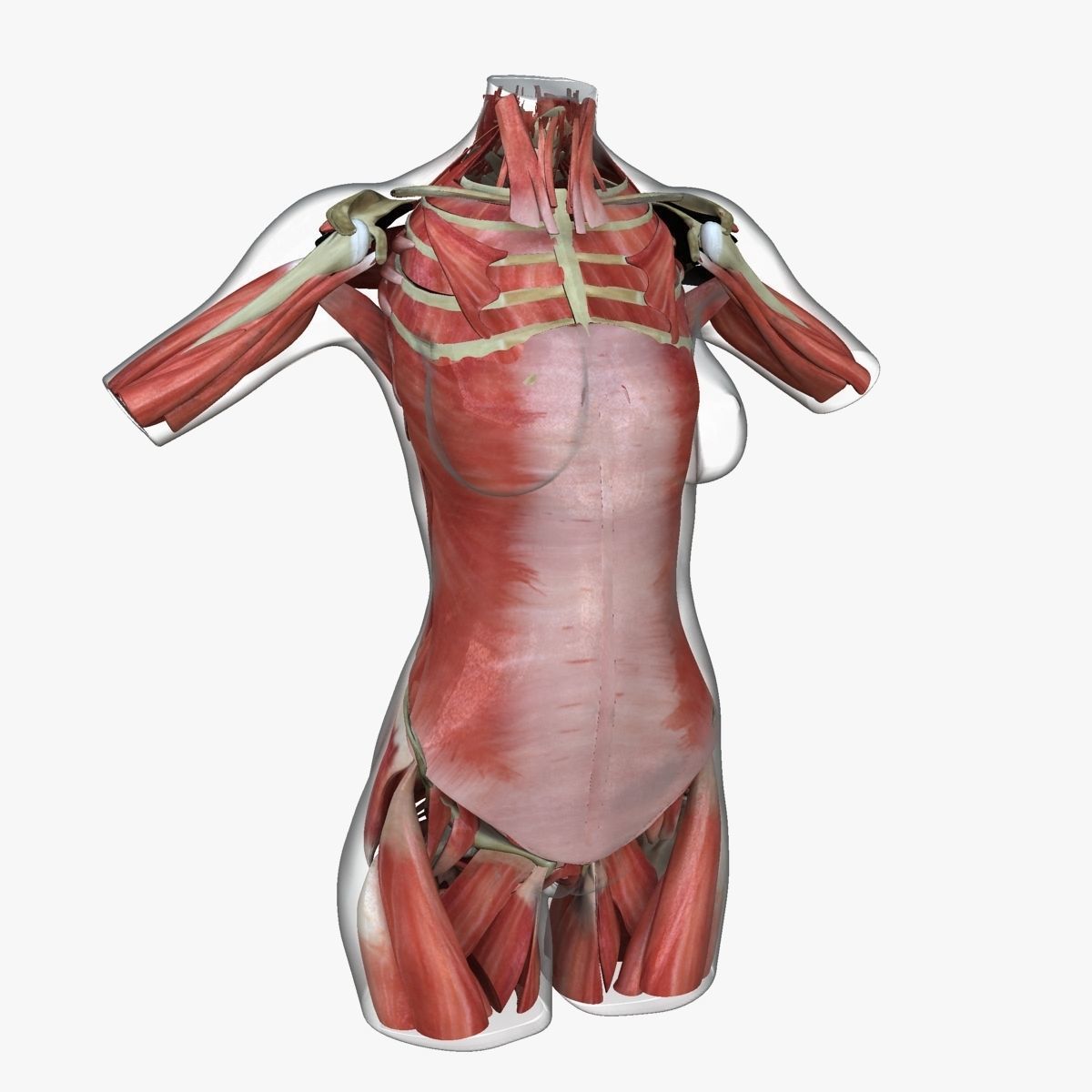 Detailed African American Female Torso Medical Edition 3D model_31