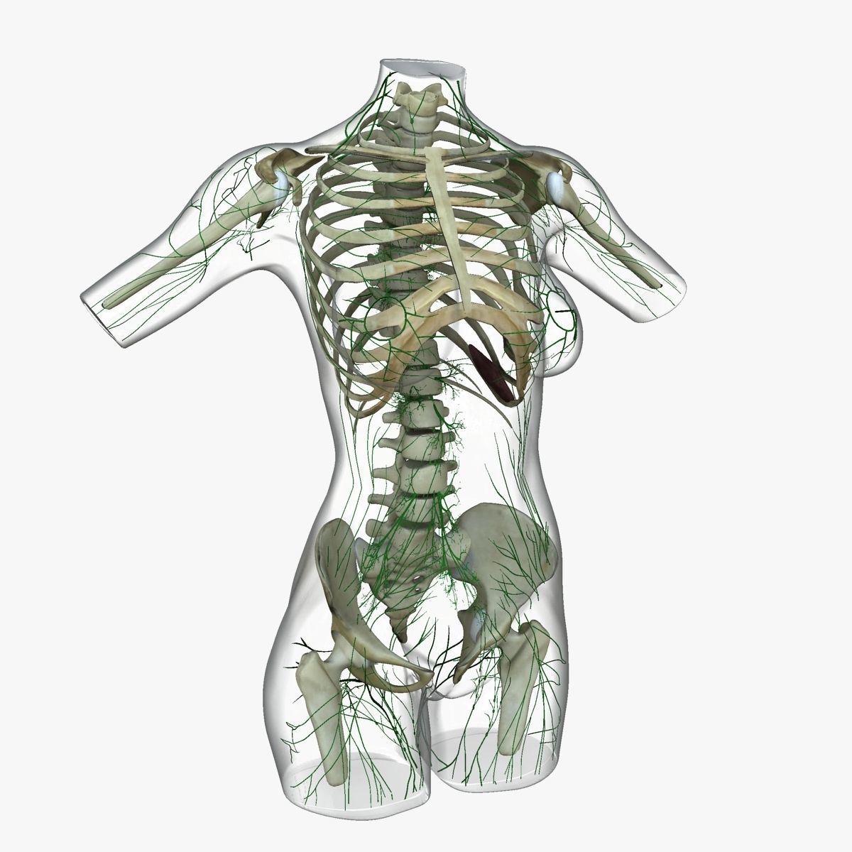 Detailed African American Female Torso Medical Edition 3D model_36