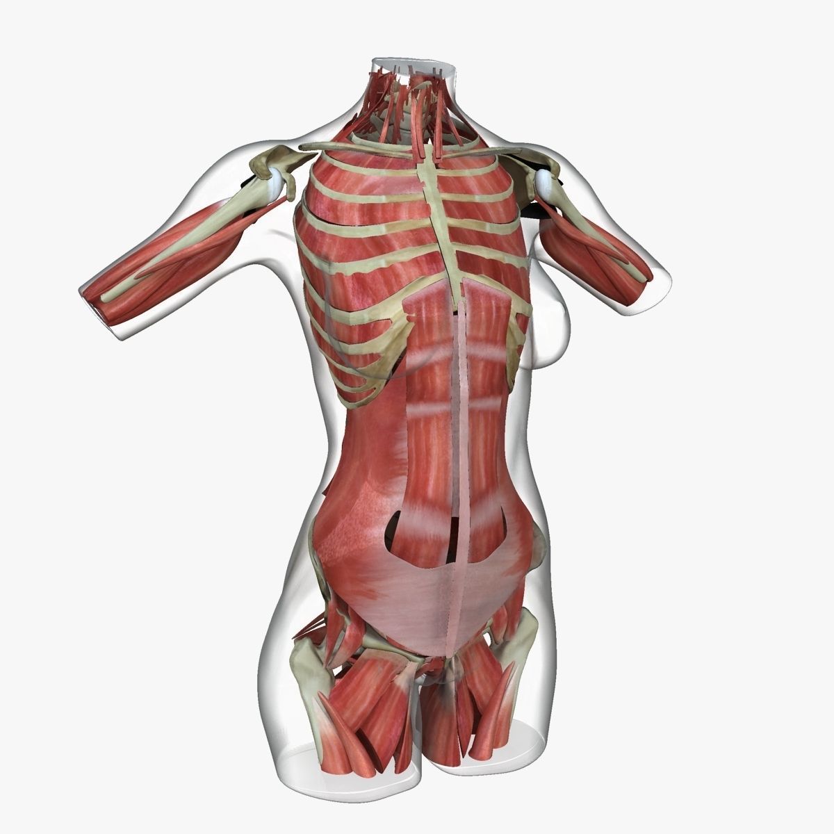 Detailed African American Female Torso Medical Edition 3D model_29