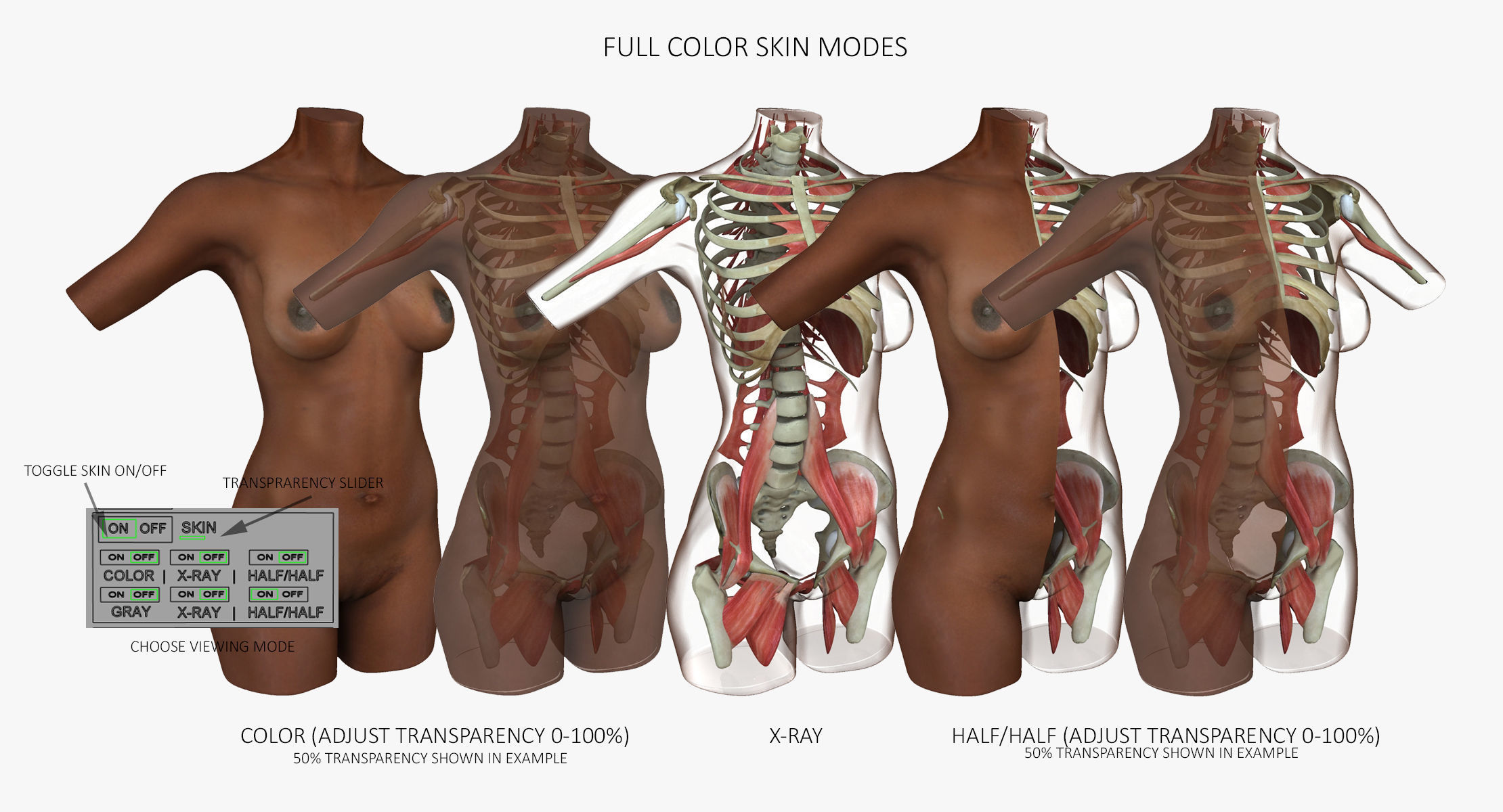 Detailed African American Female Torso Medical Edition 3D model_6
