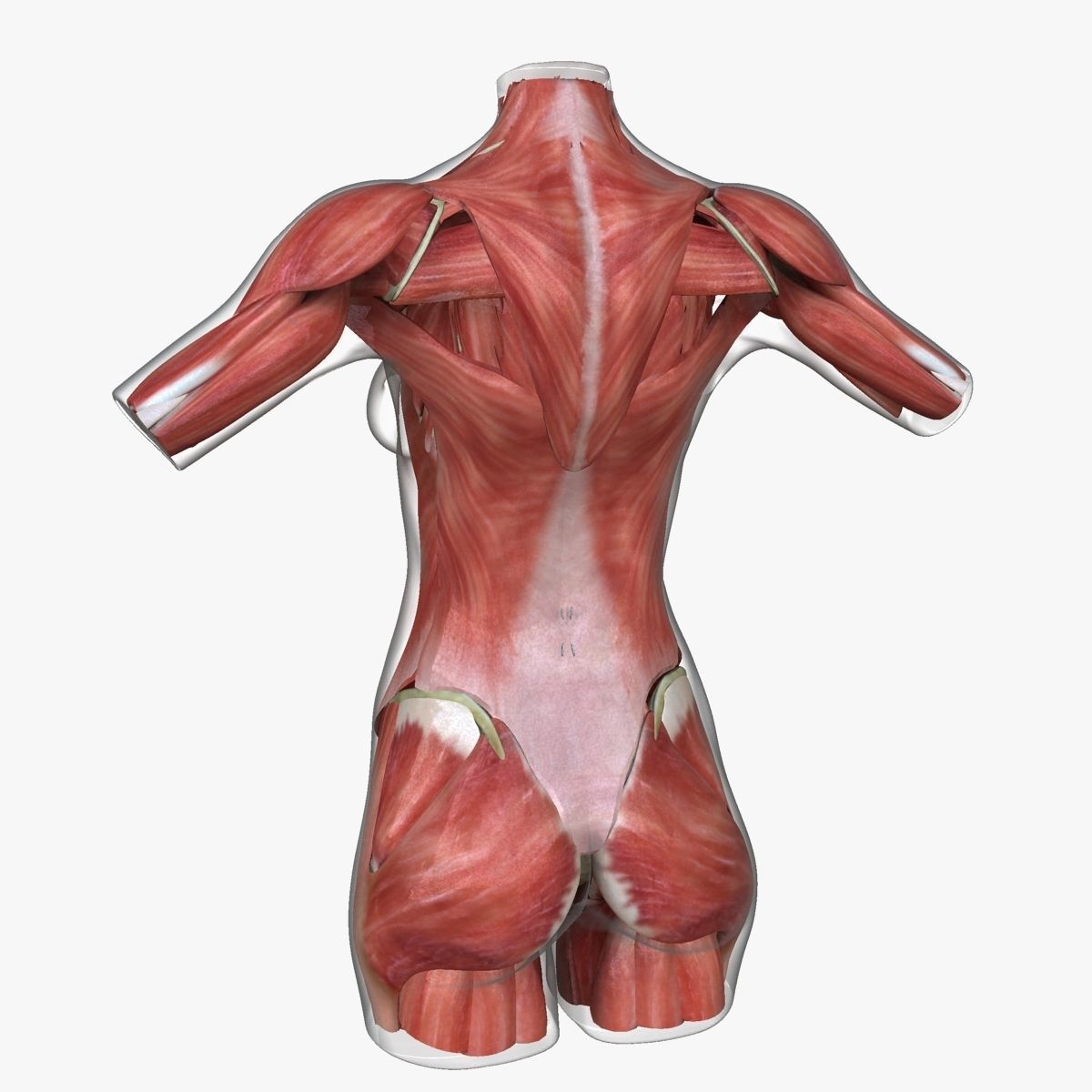 Detailed African American Female Torso Medical Edition 3D model_20