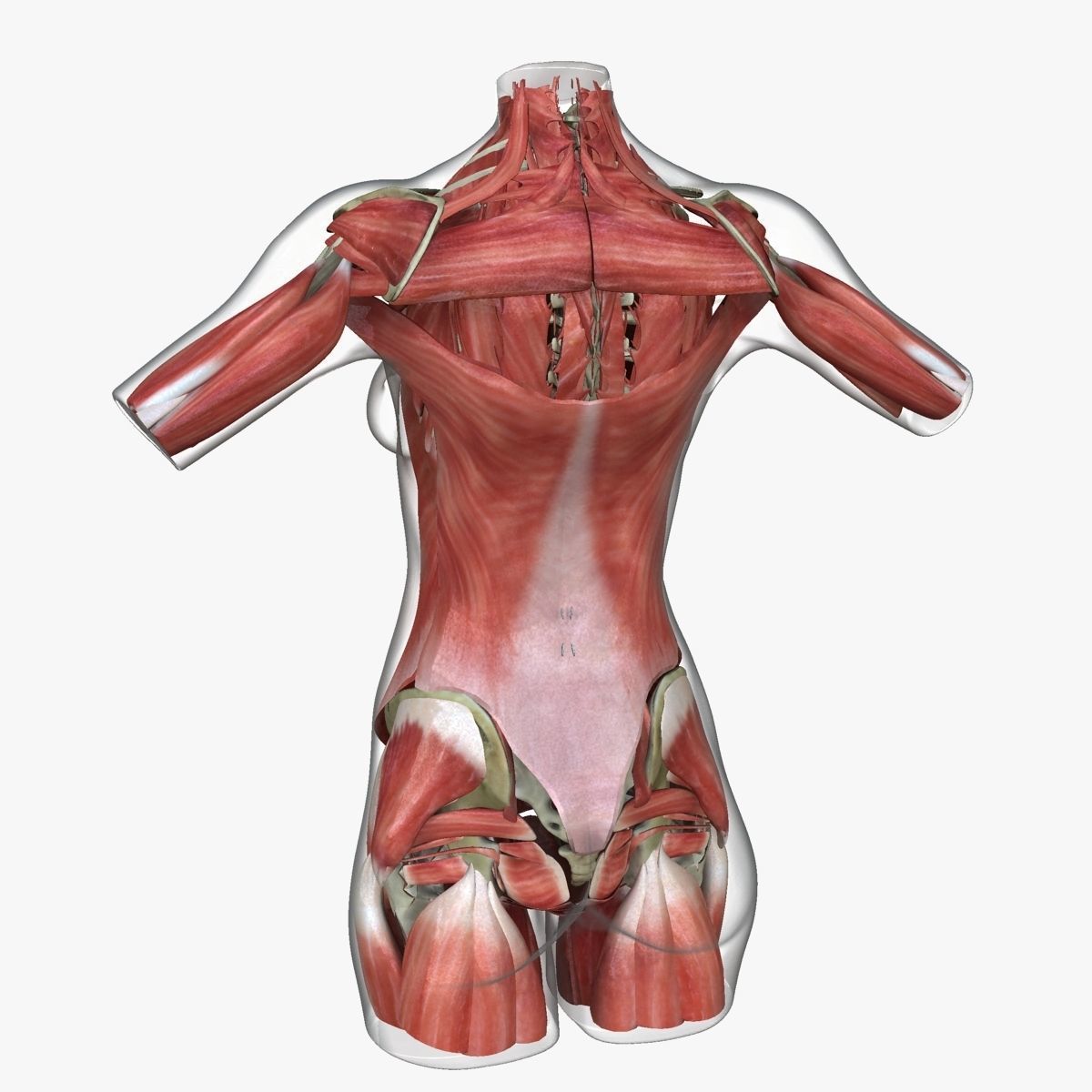 Detailed African American Female Torso Medical Edition 3D model_19