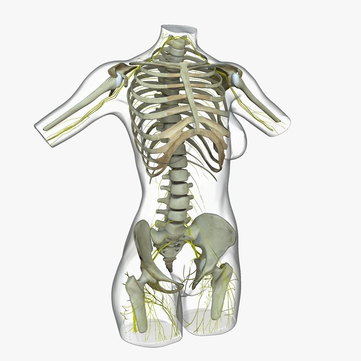 Detailed African American Female Torso Medical Edition 3D model_35