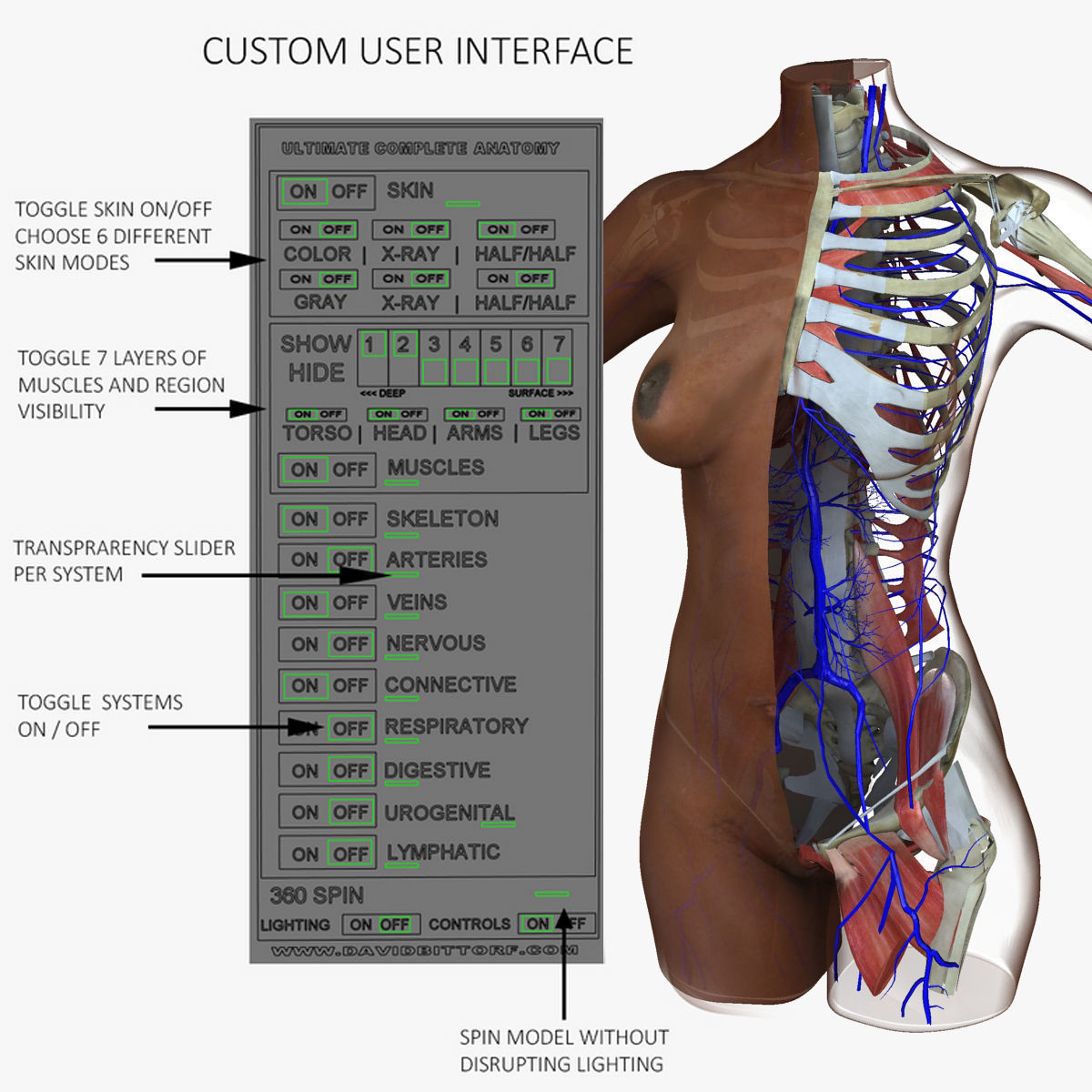 Detailed African American Female Torso Medical Edition 3D model_7