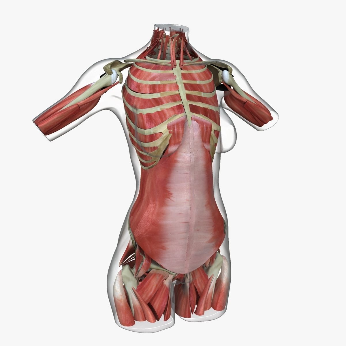 Detailed African American Female Torso Medical Edition 3D model_30
