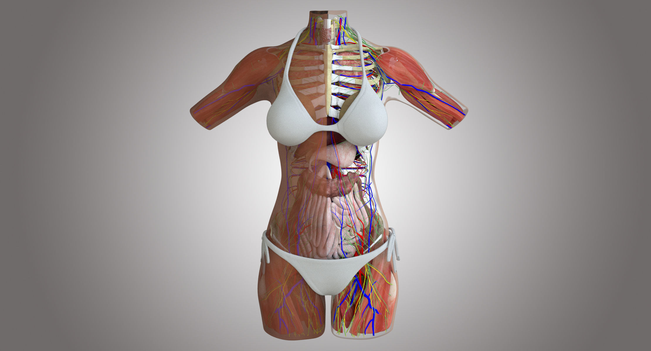 Detailed African American Female Torso Medical Edition 3D model_1