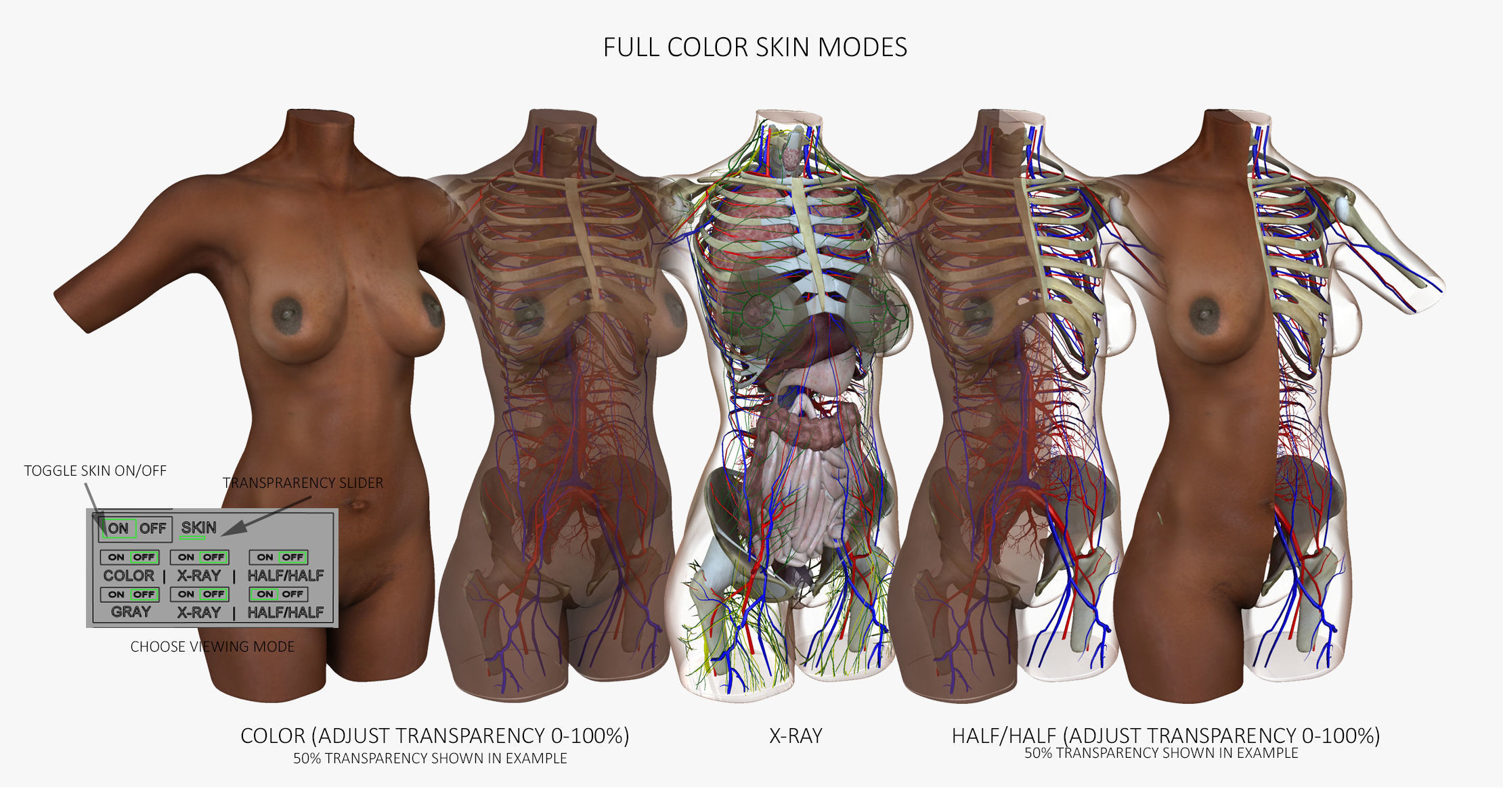 Detailed African American Female Torso Medical Edition 3D model_2