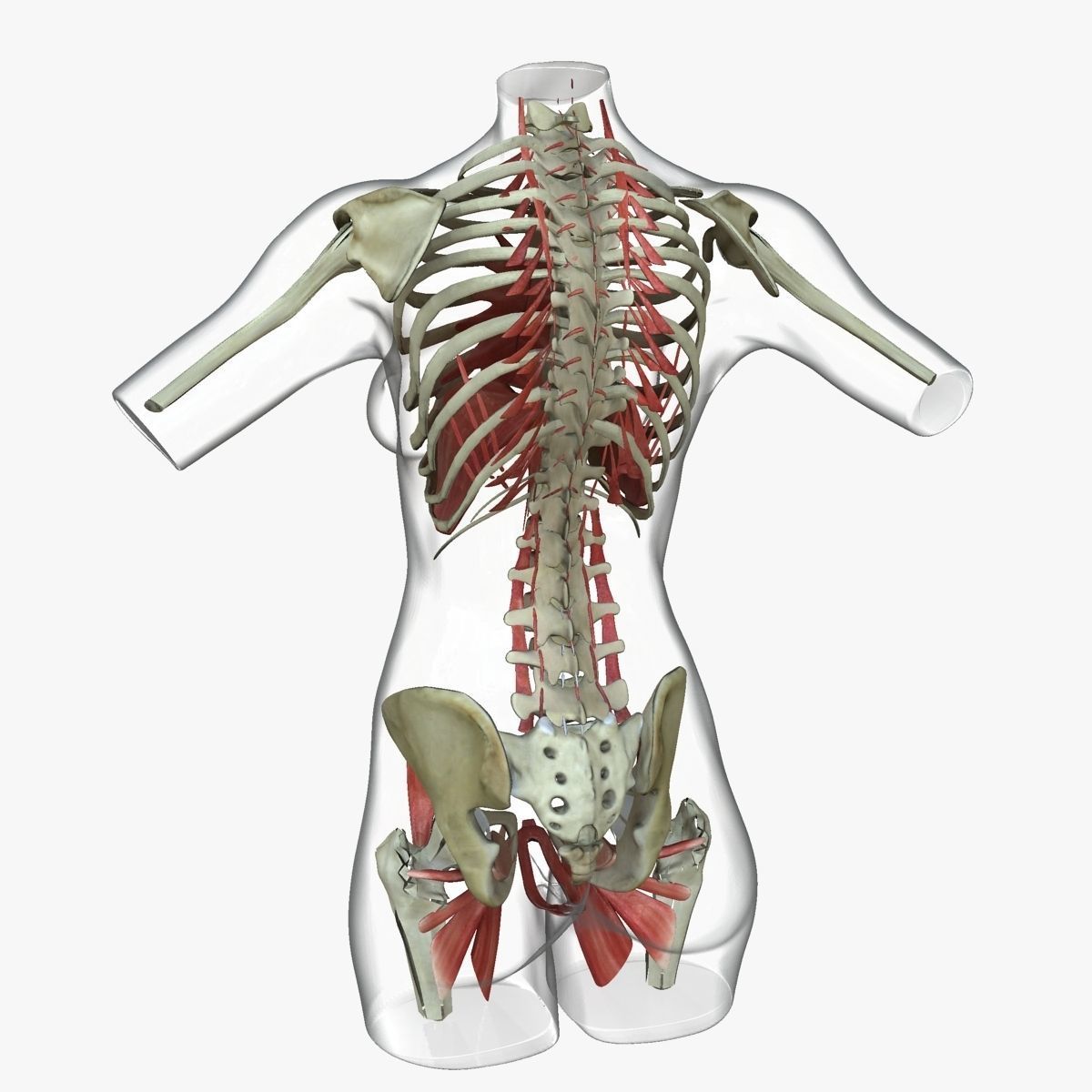 Detailed African American Female Torso Medical Edition 3D model_14