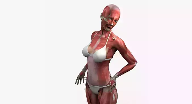 Detailed Full Female Muscle Anatomy Rigged 3D model