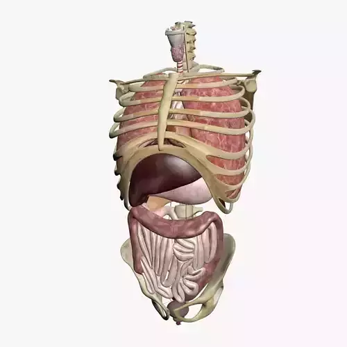 Torso Anatomy