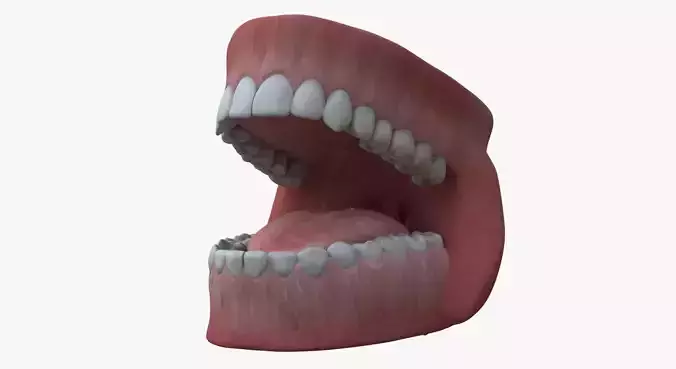 Human Teeth and Mouth Rigged 3D model