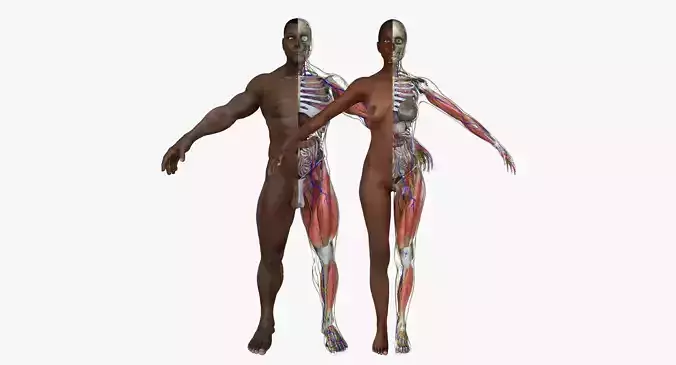 African American Male Female Complete Anatomy