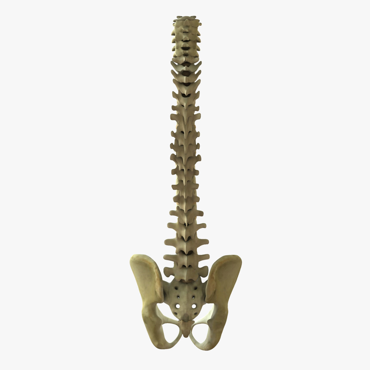 Full Human Spine Rigged 3D model_8