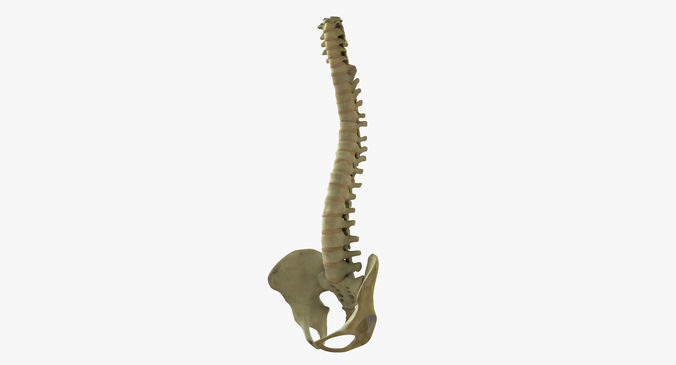 Full Human Spine Rigged 3D model