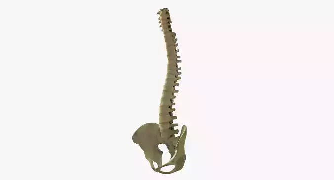 Full Human Spine Rigged 3D model