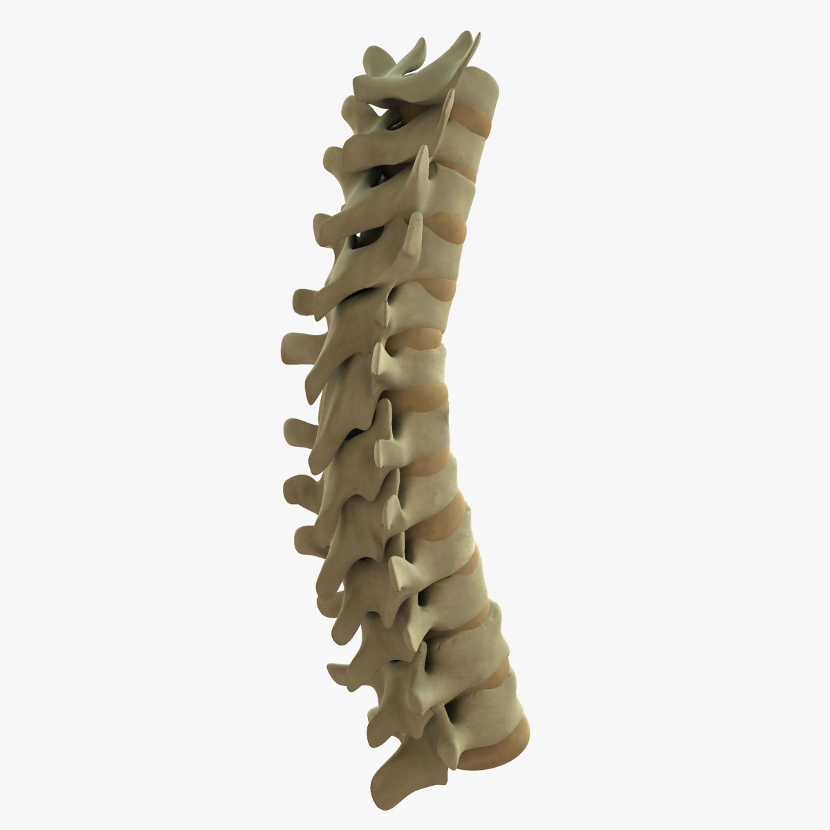 Full Human Spine Rigged 3D model_4