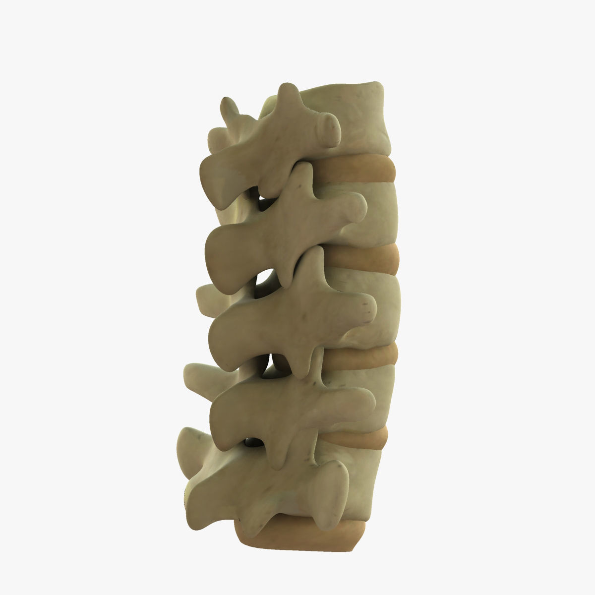 Full Human Spine Rigged 3D model_3