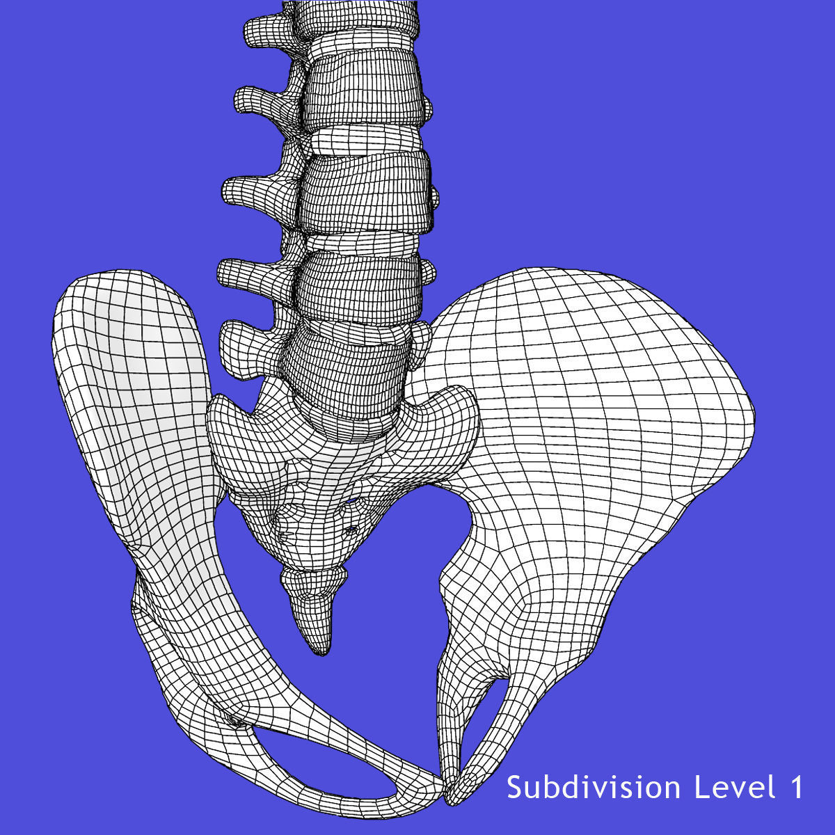 Full Human Spine Rigged 3D model_14