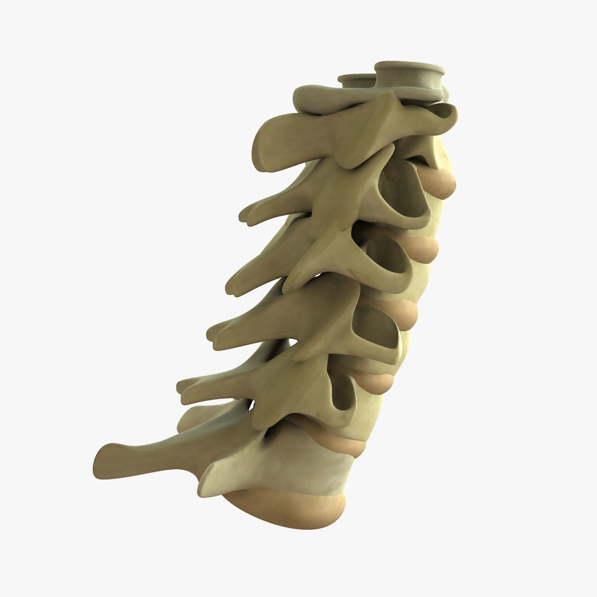 Full Human Spine Rigged 3D model_5