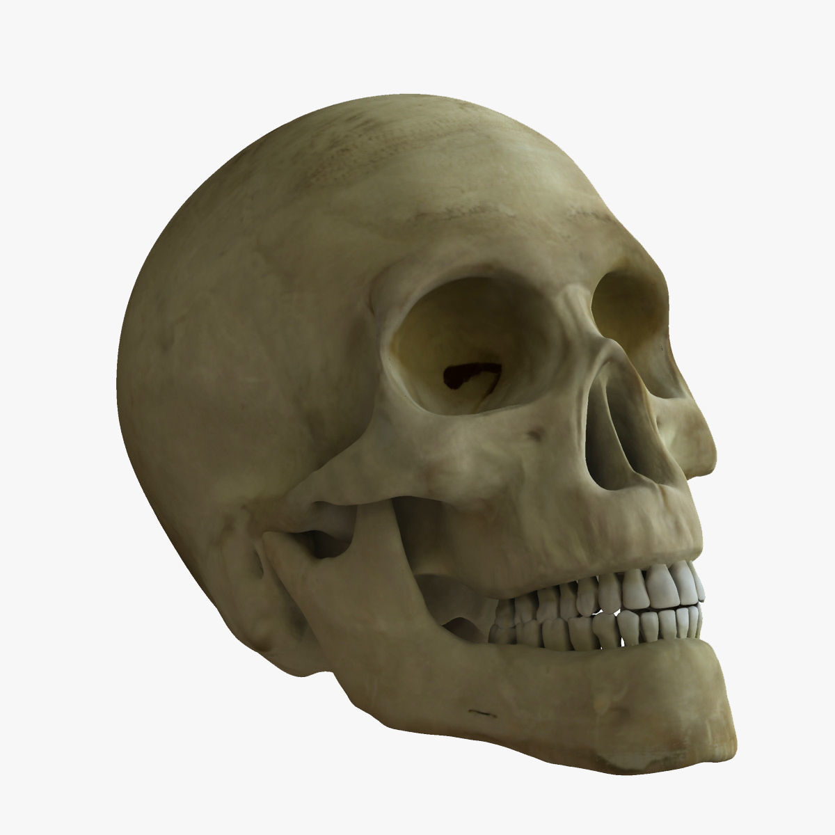 Human Skull 3D model_1