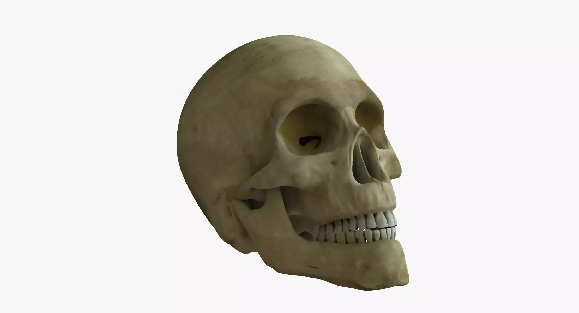 Human Skull 3D model_0