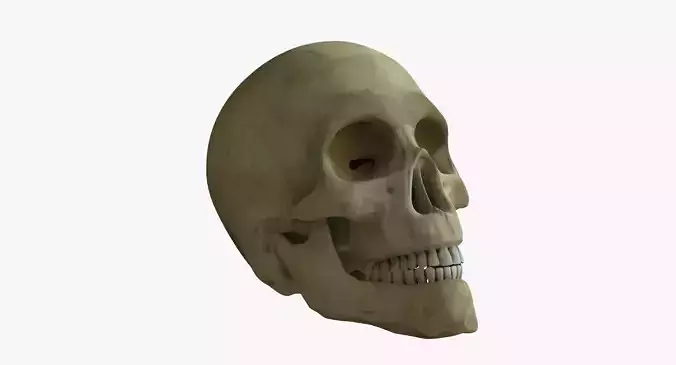 Human Skull  3D model