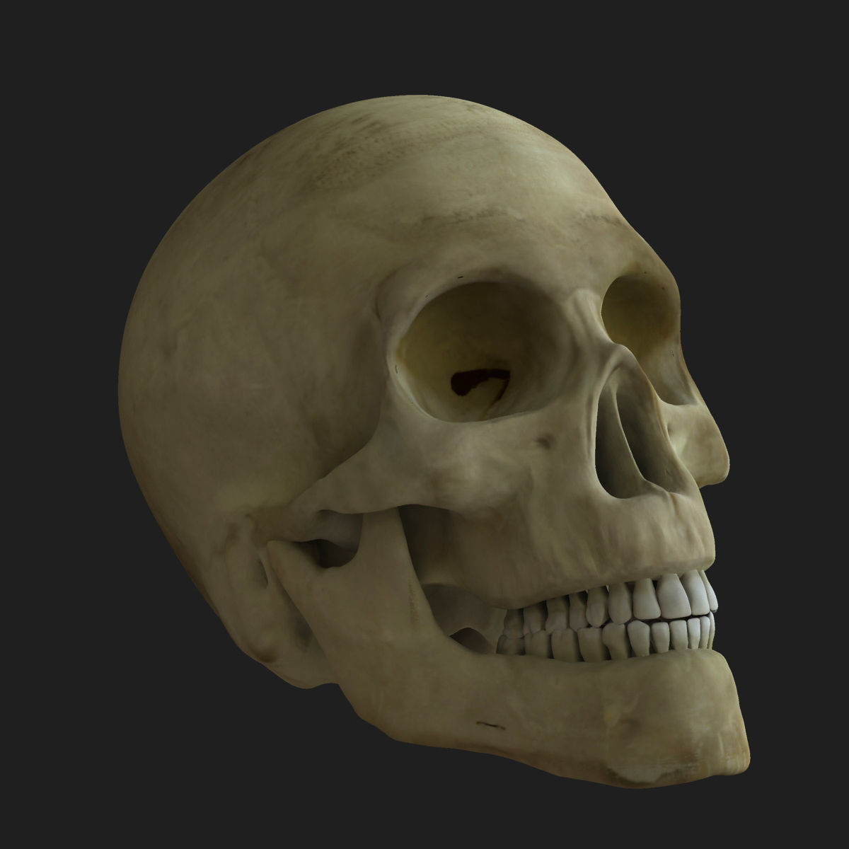 Human Skull 3D model_2