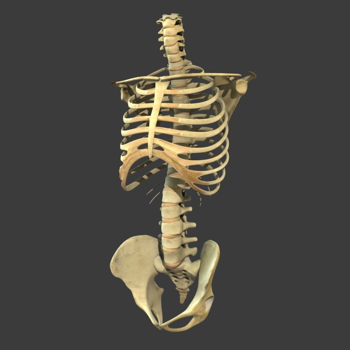 Human Torso Detailed Skeleton Rigged 3D model_1