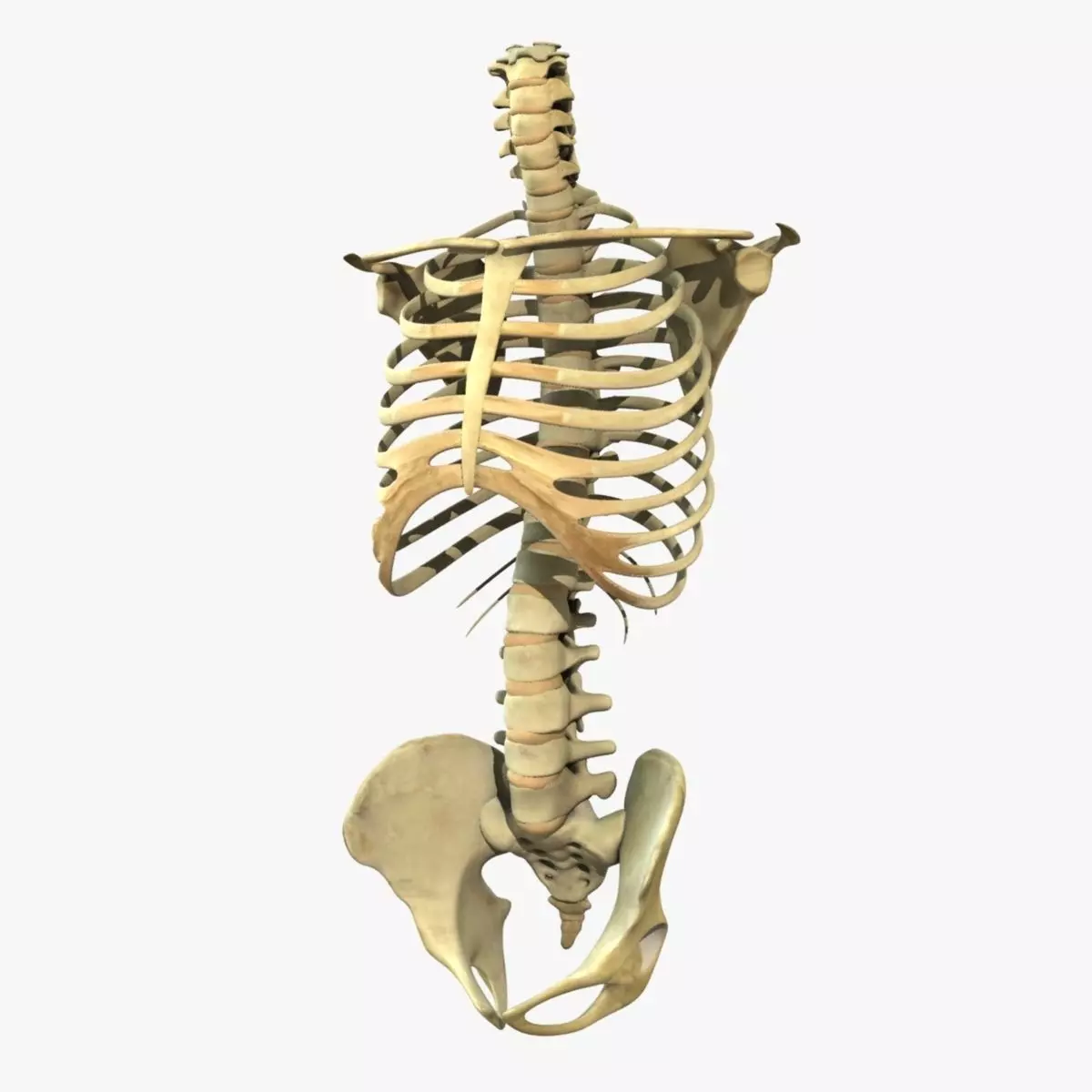 Human Torso Detailed Skeleton Rigged 3D model_0