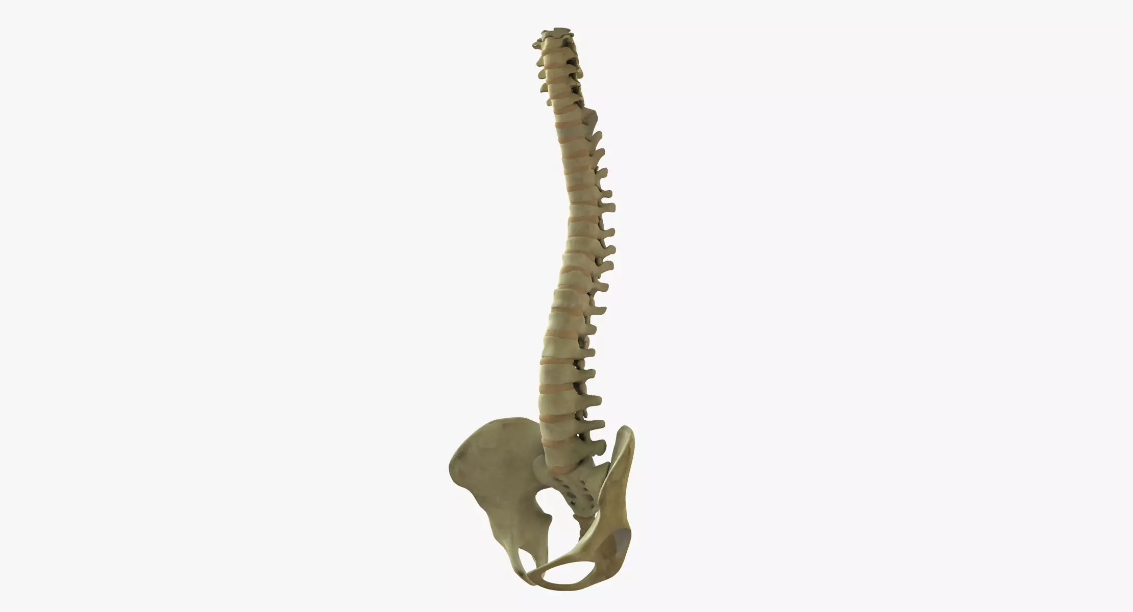 Human Spine Bones 3D model_0