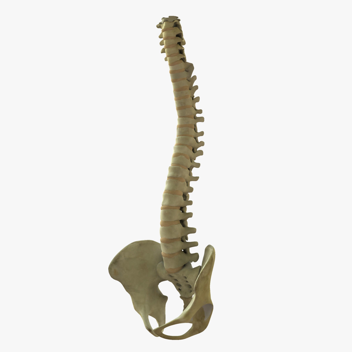 Human Spine Bones 3D model_1