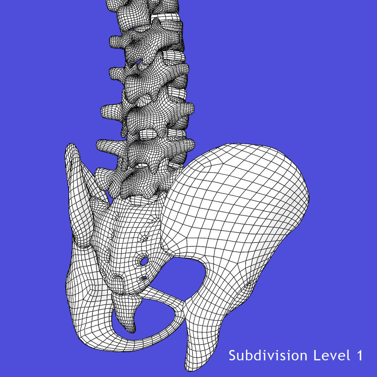 Human Spine Bones 3D model_15