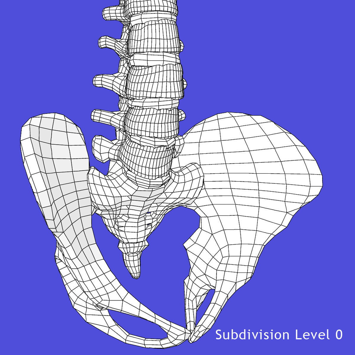 Human Spine Bones 3D model_11