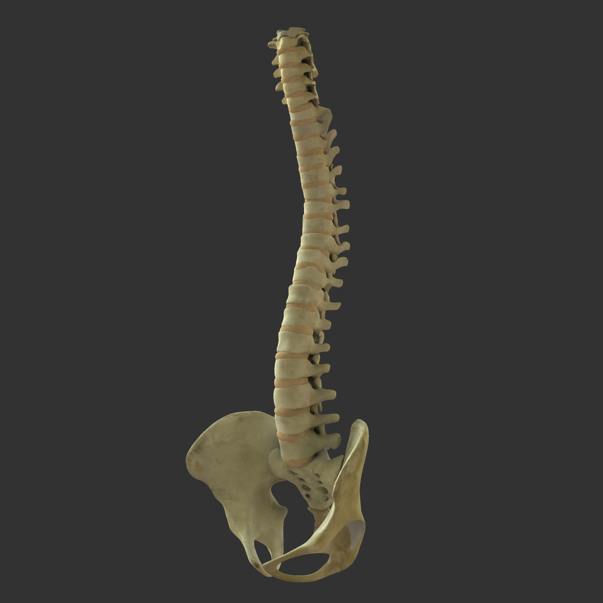 Human Spine Bones 3D model_2
