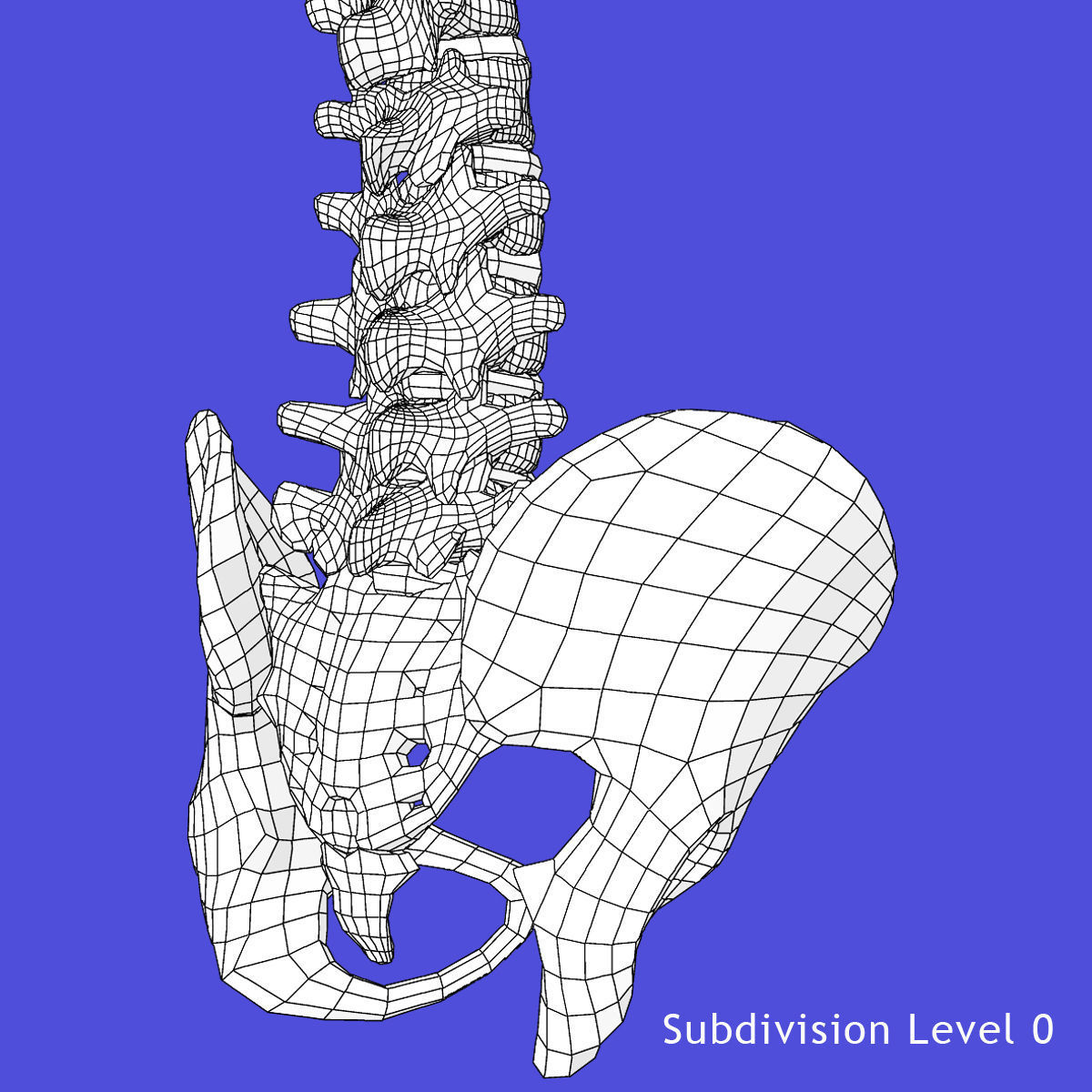 Human Spine Bones 3D model_12