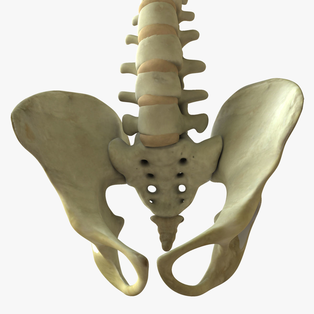 Human Spine Bones 3D model_6